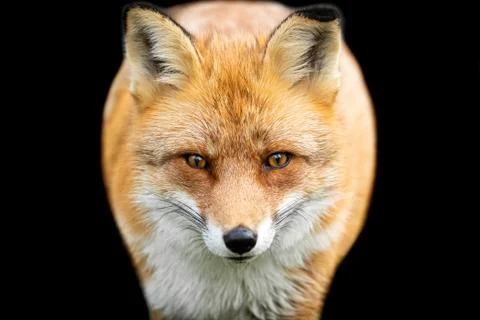 Red fox with a black background Foto stock