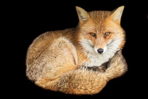 Red fox with a black background Stock Photos