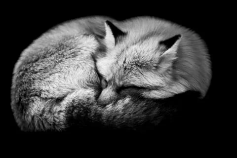 Red fox with a black background Stock Photos