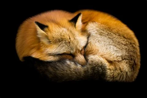Red fox with a black background Stock Photos