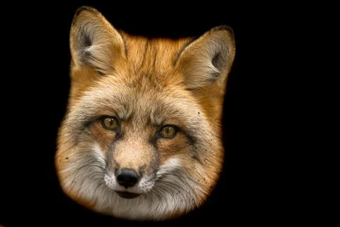 Red fox with a black background Foto stock