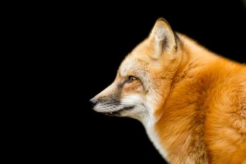 Red fox with a black background Foto stock