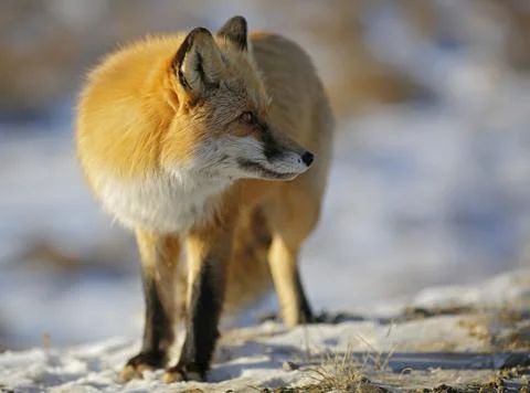 Red fox with black paws Stock Photos