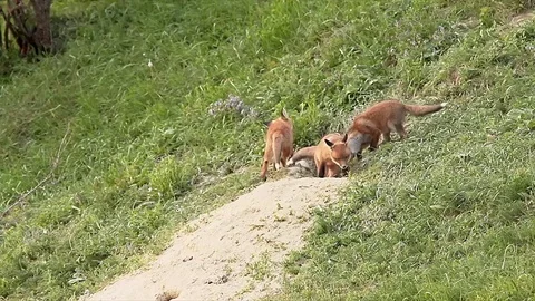 Red fox brothers playing Stock Footage 82000810