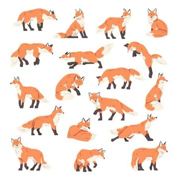 Red Fox with Bushy Tail and Black Paws in Different Pose Big Vector Set Stock Illustration
