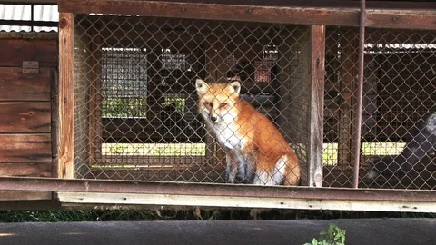 Red fox in a cage looking outside. 스톡 동영상 81945252