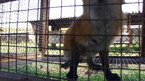 Red Fox in a Cage Looking Outside. Stock Footage 83700029