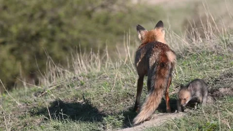 Red Fox Caring for Pup Vulpes vulpes. Slow Motion Stock-Footage 309708331