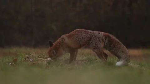 Red fox catch hare, feed mammal behaviour in the nature. Fox eating on the meado Stock Footage 220721593