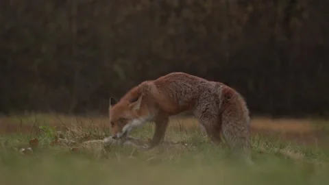 Red fox catch hare, feed mammal behaviour in the nature. Fox eating on the meado 스톡 동영상 220721596