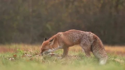 Red fox catch hare, feed mammal behaviour in the nature. Fox eating on the meado Stock Footage 220721639