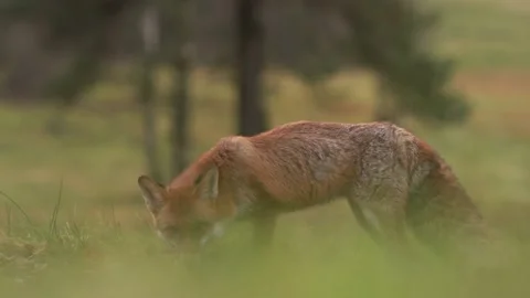 Red fox catch hare, feed mammal behaviour in the nature. Fox eating on the meado Stockbeeldmateriaal 220721864