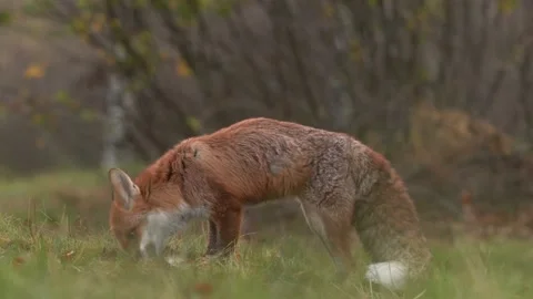 Red fox catch hare, feed mammal behaviour in the nature. Fox eating on the meado Stock Footage 220721865