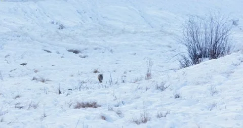 Red Fox Caught on Camera Running Away! Vídeo Stock 239954940