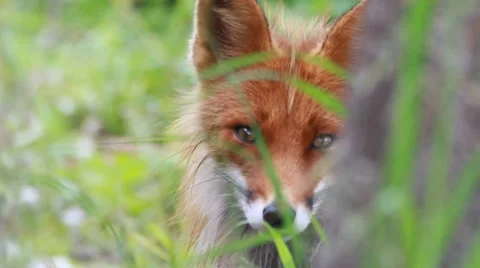 Red fox close up Stock-Footage 41968791