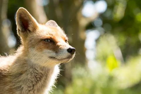 Red fox, close-up head Stock Photos