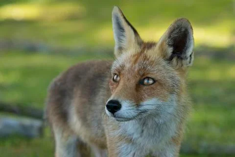 Red fox, close-up head Stock Photos