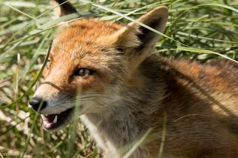 Red fox, close-up head Foto stock