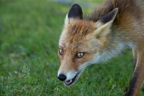 Red fox, close-up head Stock Photos