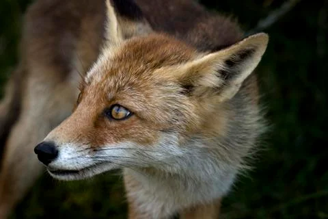 Red fox, close-up head Stock Photos