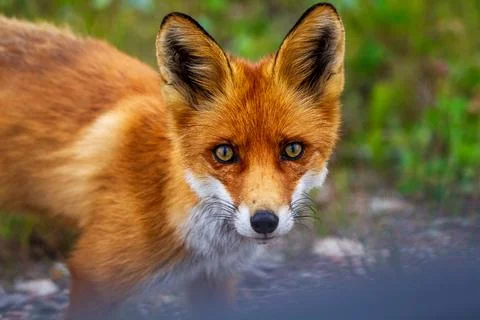 Red fox in close-up Stock Photos