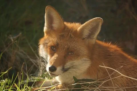 Red Fox Close-Up Portrait Stock Photos