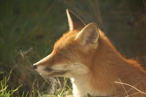 Red Fox Close-Up Profile Foto stock