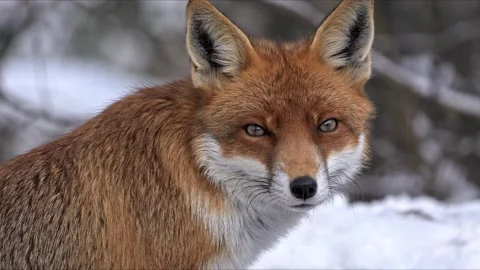 Red Fox Close-Up Staring at Camera – Ultra-Clear 8K Wildlife Stock-Footage 320189983
