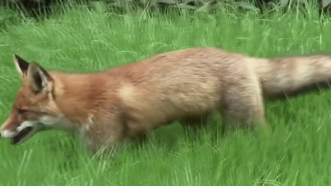 Red Fox creeping through the grass in park  Stock Footage 82901951