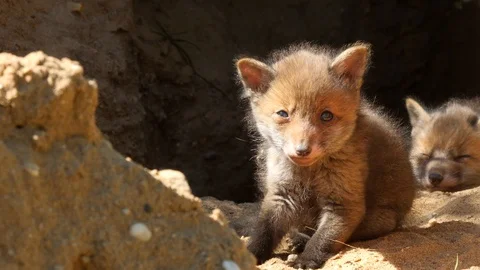 Red fox cub cleaning himself, wildlife - vulpes vulpes - UHD/4K stock video Stock Footage 112413639