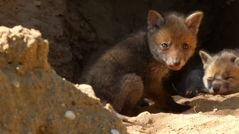 Red fox cub cleaning himself, wildlife - vulpes vulpes - UHD/4K stock video Stock Footage 112413643