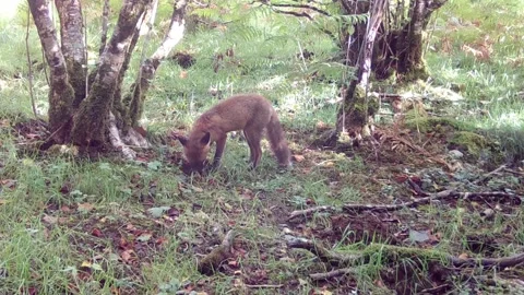 Red Fox Cub digging for grubs and worms. Isle of Skye Stock-Footage 241835468