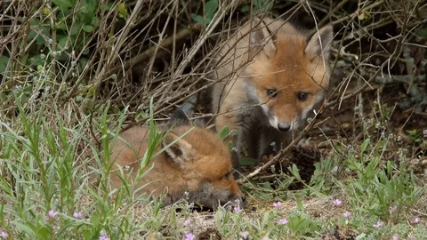Red fox cub disturbs sleeping brother, wildlife - vulpes vulpes - 4K stock video Stock Footage 113142004