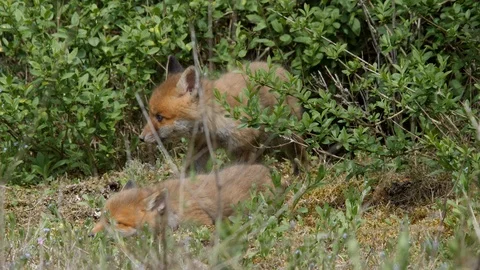 Red fox cub disturbs sleeping brother, wildlife - vulpes vulpes - 4K stock video Stock Footage 113739212
