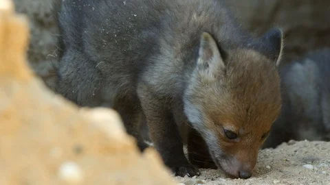 Red fox cub eating ants, wildlife - vulpes vulpes - UHD/4K stock video Stock Footage 112411161