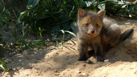 Red fox cub exploring neighborhood, wildlife - vulpes vulpes - 4K stock video Stock Footage 112408908