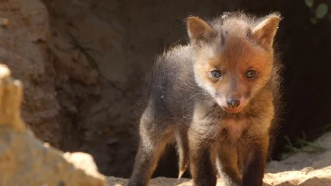 Red fox cub exploring neighborhood, wildlife - vulpes vulpes - 4K stock video Stock Footage 112409325