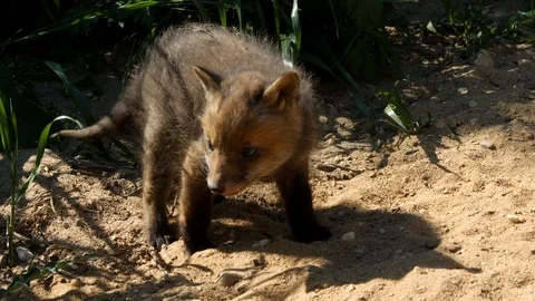 Red fox cub exploring neighborhood, wildlife - vulpes vulpes - 4K stock video Stock Footage 112409936