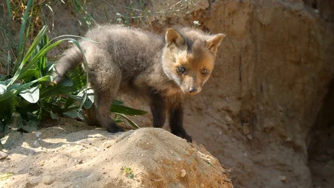 Red fox cub exploring neighborhood, wildlife - vulpes vulpes - 4K stock video Stock Footage 112410202