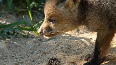 Red fox cub exploring neighborhood, wildlife - vulpes vulpes - 4K stock video Stock Footage 112410941