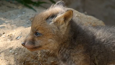Red fox cub exploring neighborhood, wildlife - vulpes vulpes - 4K stock video Stock Footage 112411059