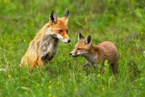 Red fox cub exploring surroundings with its mother sitting behind and guarding Stock Photos