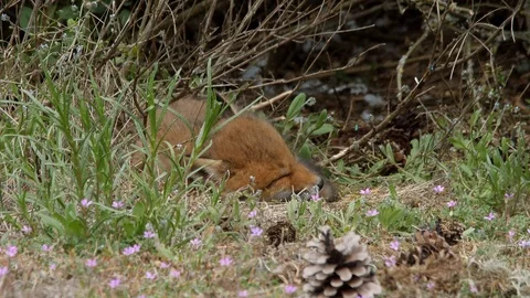 Red fox cub falling in sleep near den, wildlife - vulpes vulpes - 4K stock video Stock Footage 113141726