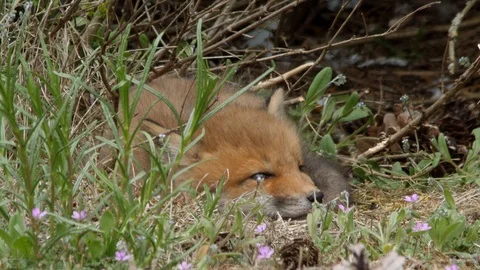 Red fox cub falling in sleep near den, wildlife - vulpes vulpes - 4K stock video Stock Footage 113141938