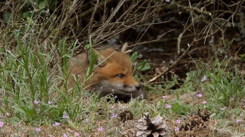 Red fox cub falling in sleep near den, wildlife - vulpes vulpes - 4K stock video Stock Footage 113142292