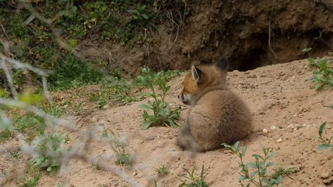 Red fox cub falling in sleep near den, wildlife - vulpes vulpes - 4K stock video Stock Footage 113741409