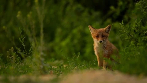 Red fox cub 動画素材 109286232