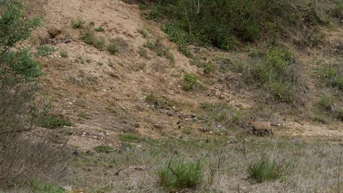 Red fox cub in front of den, wildlife - vulpes vulpes - UHD/4K stock video Stock Footage 113741103