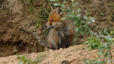 Red fox cub in front of den, wildlife - vulpes vulpes - UHD/4K stock video Stock Footage 113741185