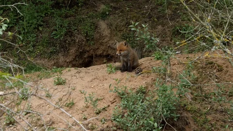 Red fox cub in front of den, wildlife - vulpes vulpes - UHD/4K stock video Stock Footage 113741307